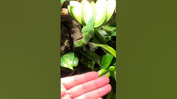Handling green tree pythons - check out the full video on my channel
