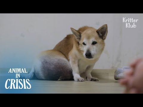 فيديو: Tarsal Gland Adenoma في الكلاب