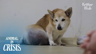 Dog's Entire Body Is Full Of Tumors, Family's Desperate For Treatment But..| Animal in Crisis Ep 286