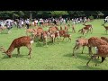 奈良公園　日曜日は週に一度の鹿寄せの日