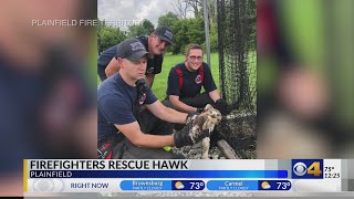 Firefighters rescue hawk