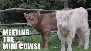 Meeting the Mini Cows! (A Day at the Farm)