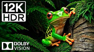 РАЙ В ДЖУНГЛЯХ И ЛУЧШЕЕ ИЗ ЖИВОТНЫХ 12K HDR 120 кадров в секунду в Dolby Vision — с эпической кинема Видео: РАЙ В ДЖУНГЛЯХ И ЛУЧШЕЕ ИЗ ЖИВОТНЫХ 12K HDR 120 кадров в секунду в Dolby Vision — с эпической кинема