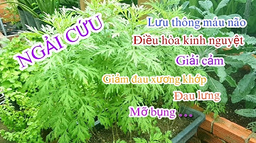 NGẢI CỨU - Cách trồng, công dụng, cách dùng và những lưu ý