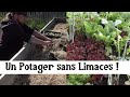 Un potager sans limaces grce aux canards coureur indien