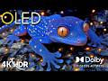 Nature at Its Most Breathtaking – 4K HDR Dolby Vision Footage 60FPS (4K/8K TV)