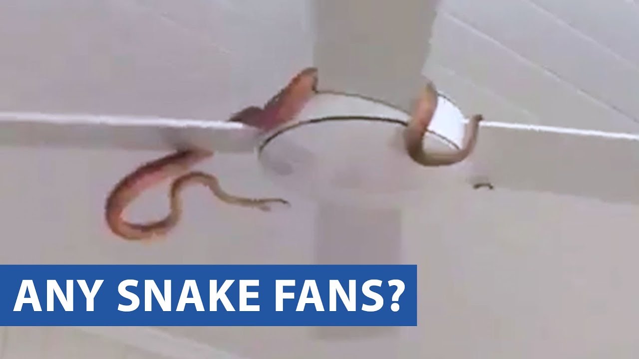 Snake Spins On Fan - YouTube