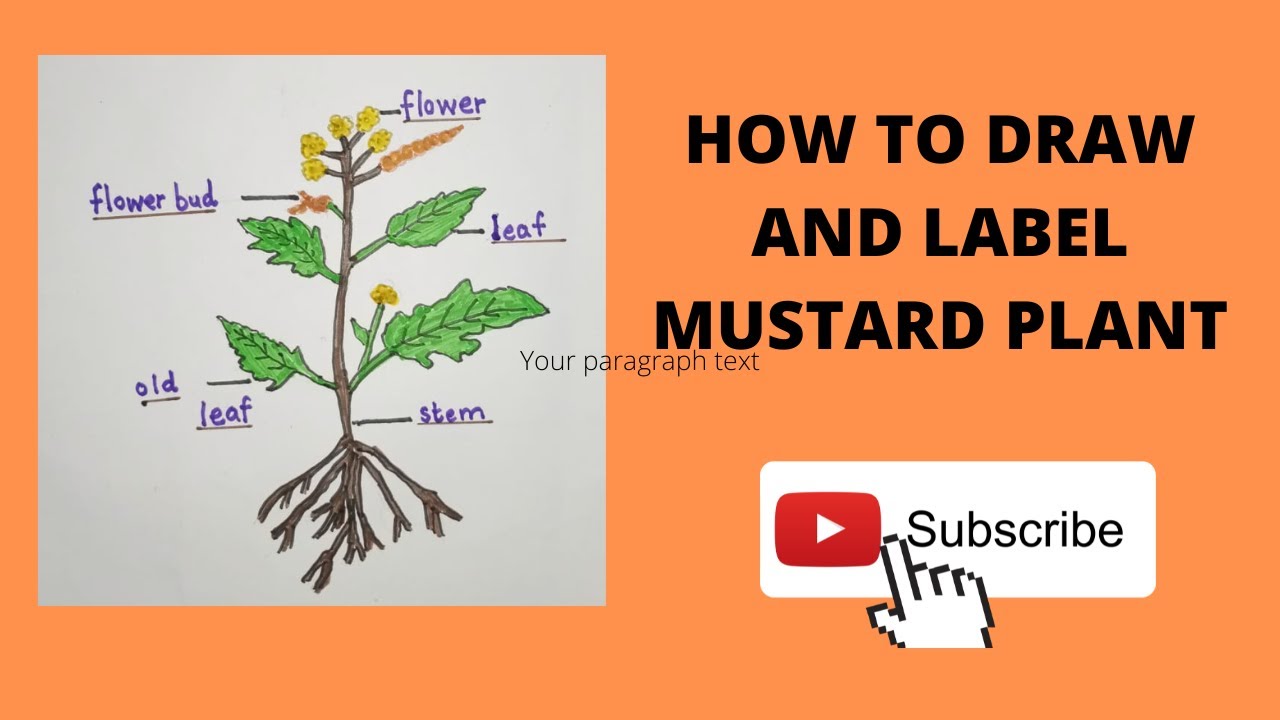 Mustard. Plant. Flowers, leaves, pod, seed. Sketch. Set. Stock Vector |  Adobe Stock