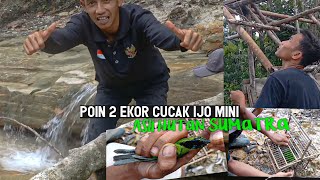 MIKAT BURUNG SPESIES ASLI HUTAN SUMATRA || POIN 2 EKOR CUCAK IJO MINI YANG MASIH TROTOL