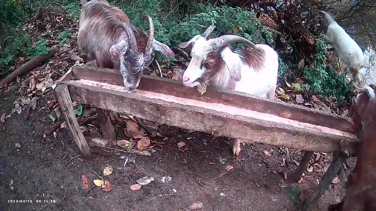 Village life - Goats eating their favorite food, and the clash between them! 07- 11- 2025