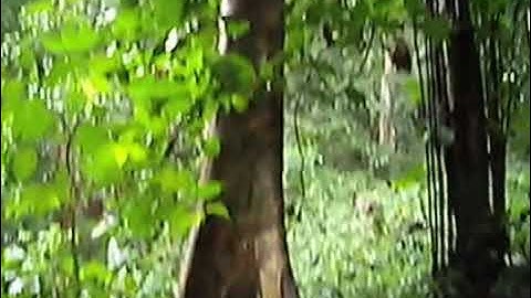 Transverbiages-Extract2