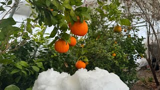 $1000 Greenhouse Growing Utah Citrus, NO HEATERS!