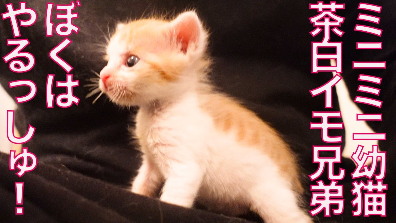 ミニミニ幼猫イモ兄弟、初めての○○を達成する The too-small kitty