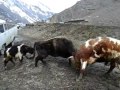 Бои быков