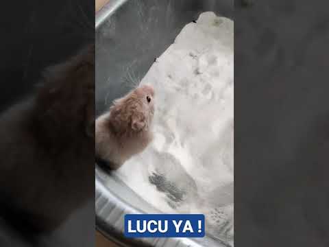 Video: Apakah hamster suriah perlu mandi pasir?