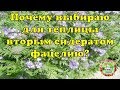 Почему выбираю для теплицы вторым сидератом фацелию?