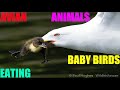 Avian animals known as gulls are eating baby birds in the waterbird breeding seasons