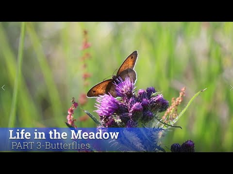 Video: A Fabulous Carpet Of Meadows. Part 4