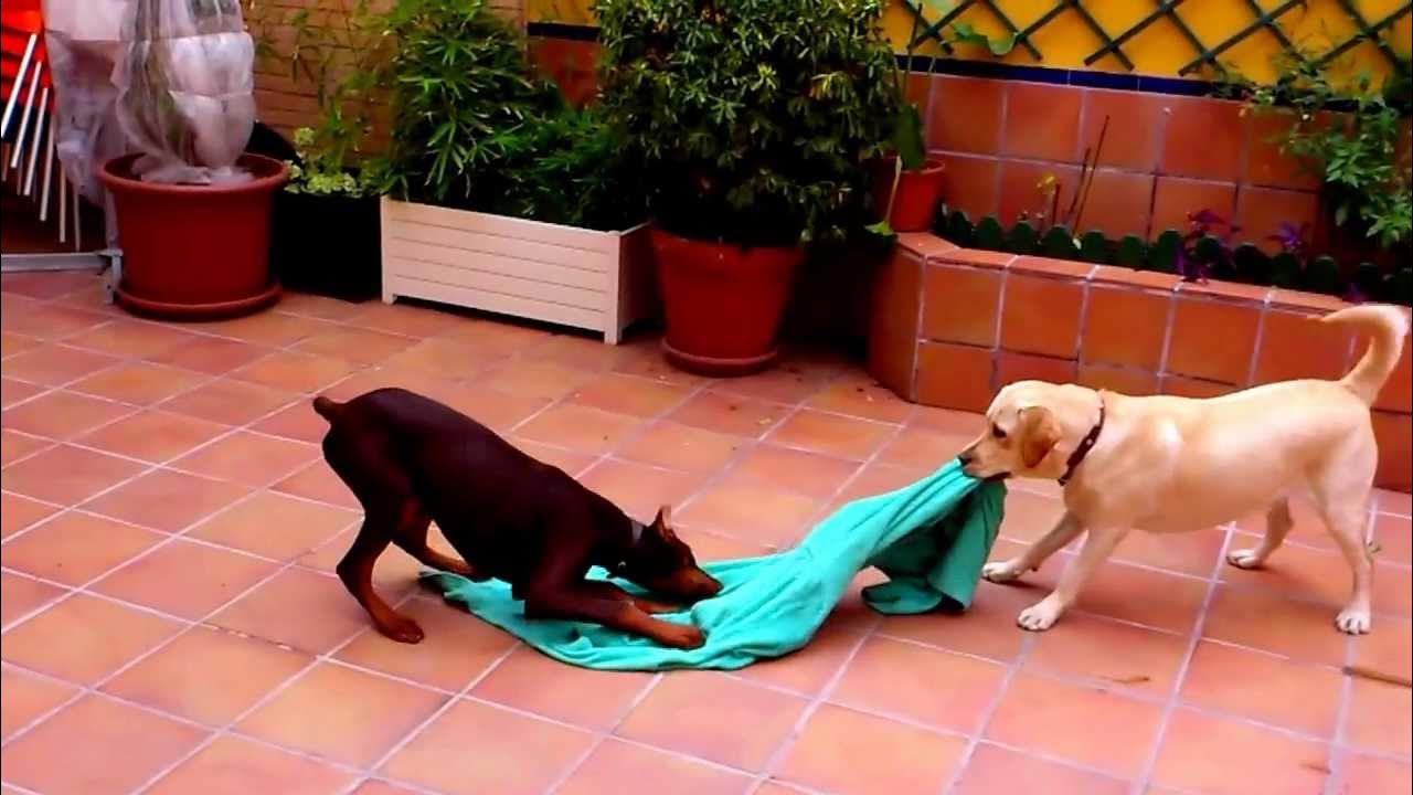 Золотистый ретривер доберман. Золотистый доберман доберман ретривер. Лабрадор ретривер и доберман. Доберман и золотистый ретривер. Собака ритвирил.