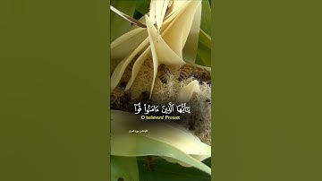 #viralvideo #قران_كريم #سورة_التحريم #viral