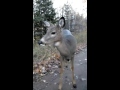 Deer smells nugget in hand close up with dear nature