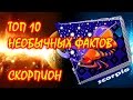 ТОП 10 необычных фактов о Знаке Зодиака Скорпион