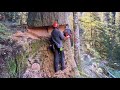 Perfect shot  partner smashed a huge cedar