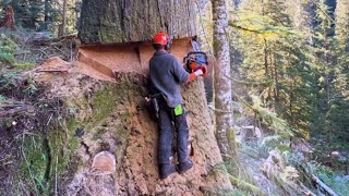 Perfect Shot | Partner Smashed A Huge Cedar