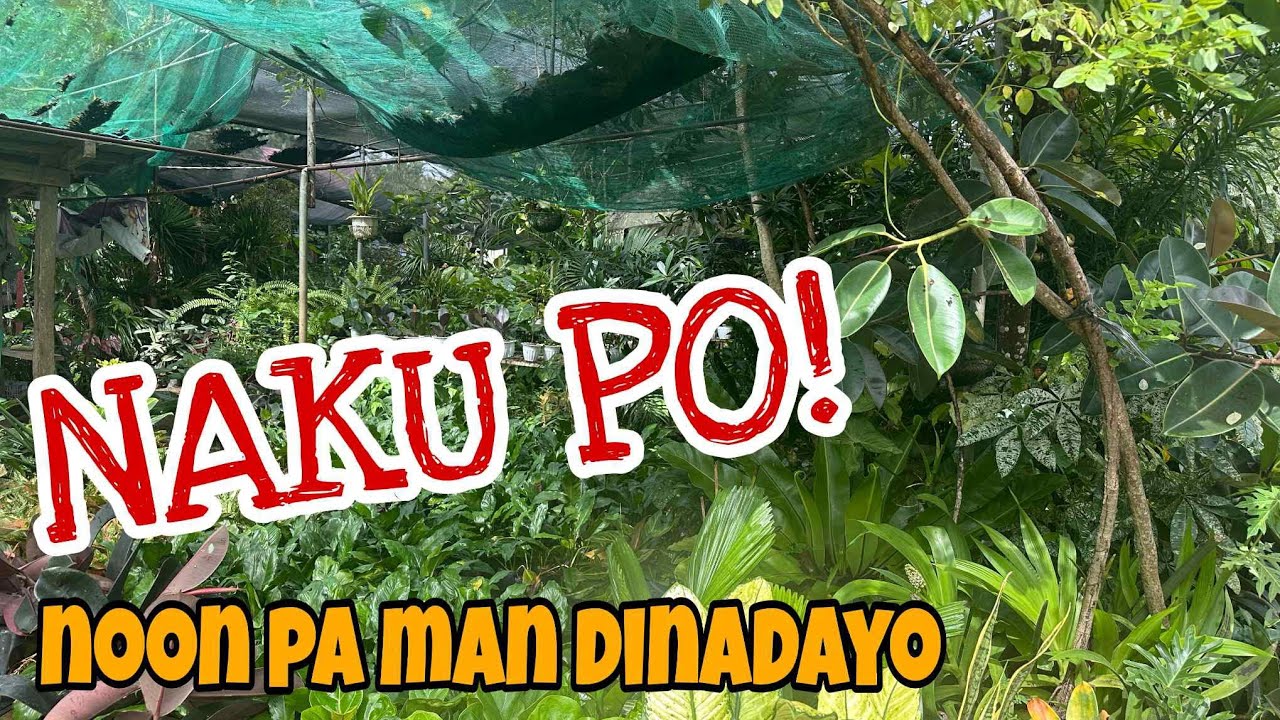 NAGBABALIK KONTING TUBO GO LANG! #Garden #Plants #Plantfairy 