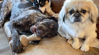 What Its Like Waking Up To 3 Dogs | German Shorthaired Pointer | Corgi | Pekingese