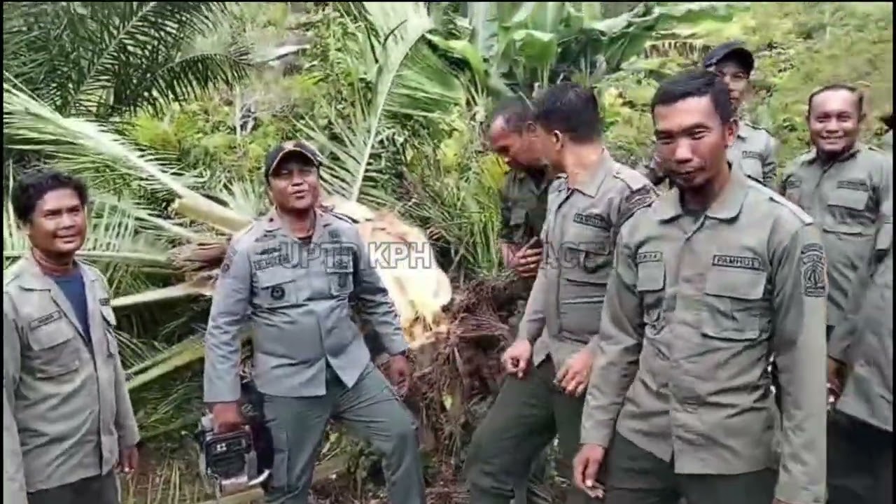 Operasi penertiban sawit dalam kawasan hutan
