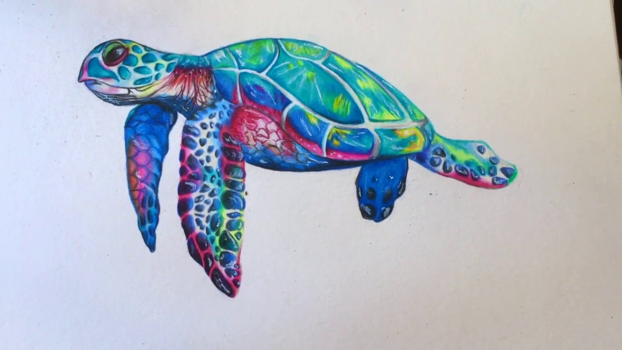 Drawing A Sea Turtle // EvaLinee - YouTube