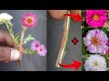 How to get multicolor flowers on portulaca plants   grafting technique