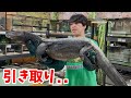 巨大なオオトカゲを3匹引き取りました
