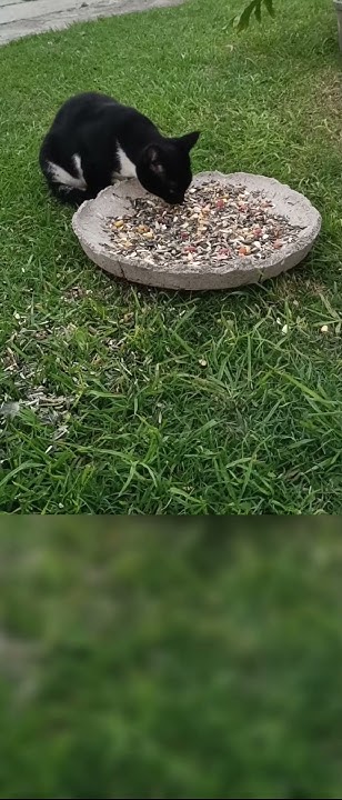 my-cat-eating-the-birds-food-youtube