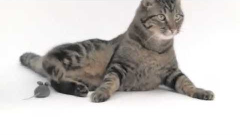 HEXBUG Cat Toy Mouse