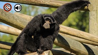 Siamang Sound Effect - siamang Sounds | No Copyright Sound Effect