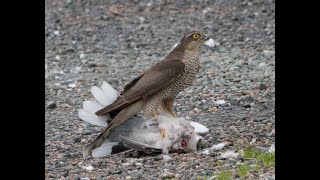 Sparrowhawk