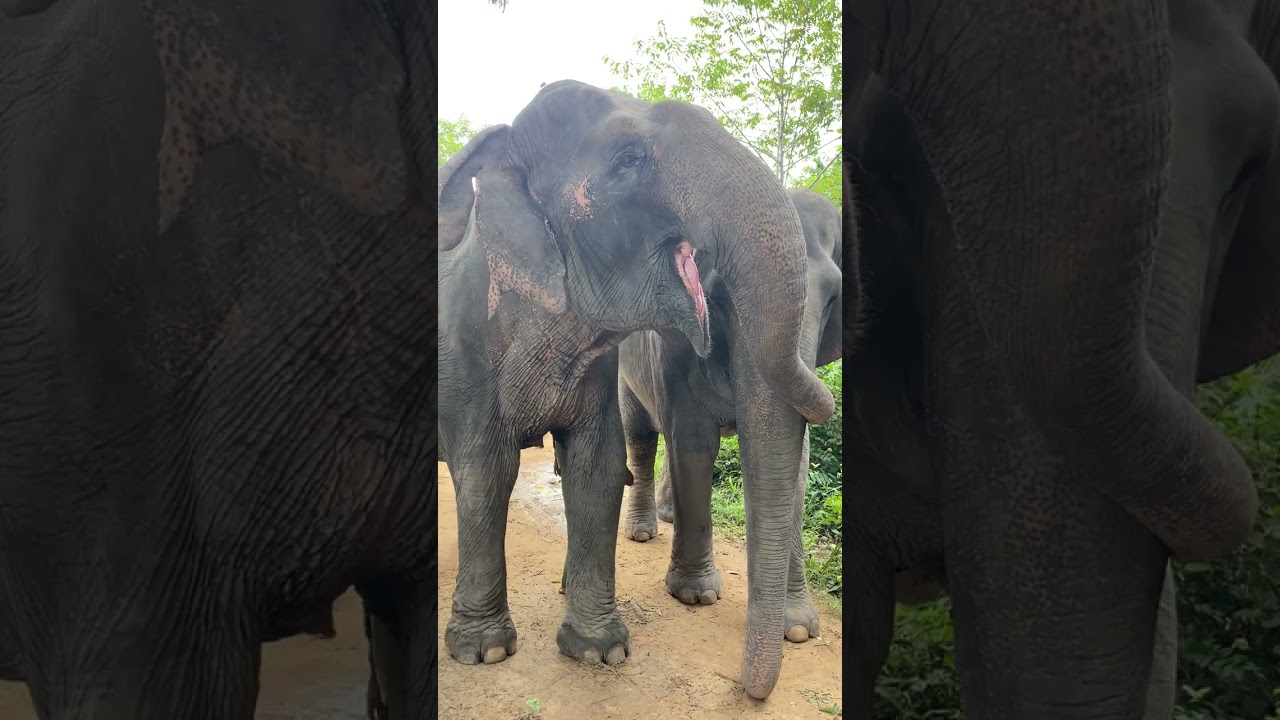 Learning about Asian Elephant 🐘