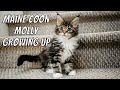 Maine Coon Molly Growing Up (2 Weeks - 1 Year) の動画、YouTube動画。