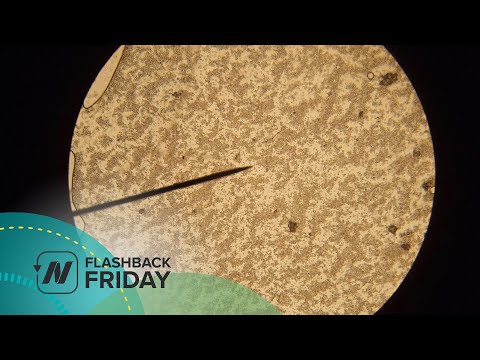 Flashback Friday: Is Candida Syndrome Real?