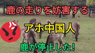 鹿の走りを妨害するアホ中国人鹿が停止した【奈良公園】