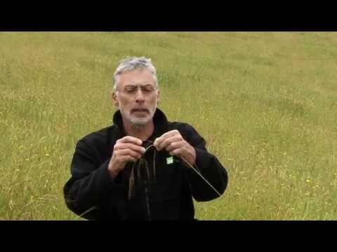 Wideo: Co to jest trawa igłowa Lettermana - Wskazówki dotyczące uprawy trawy igłowej Lettermana