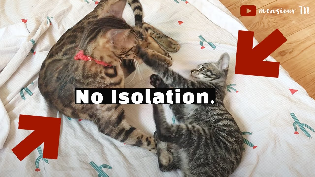 Introduce Cats  Kittens Without Separation/Isolation (Fastest Method!)