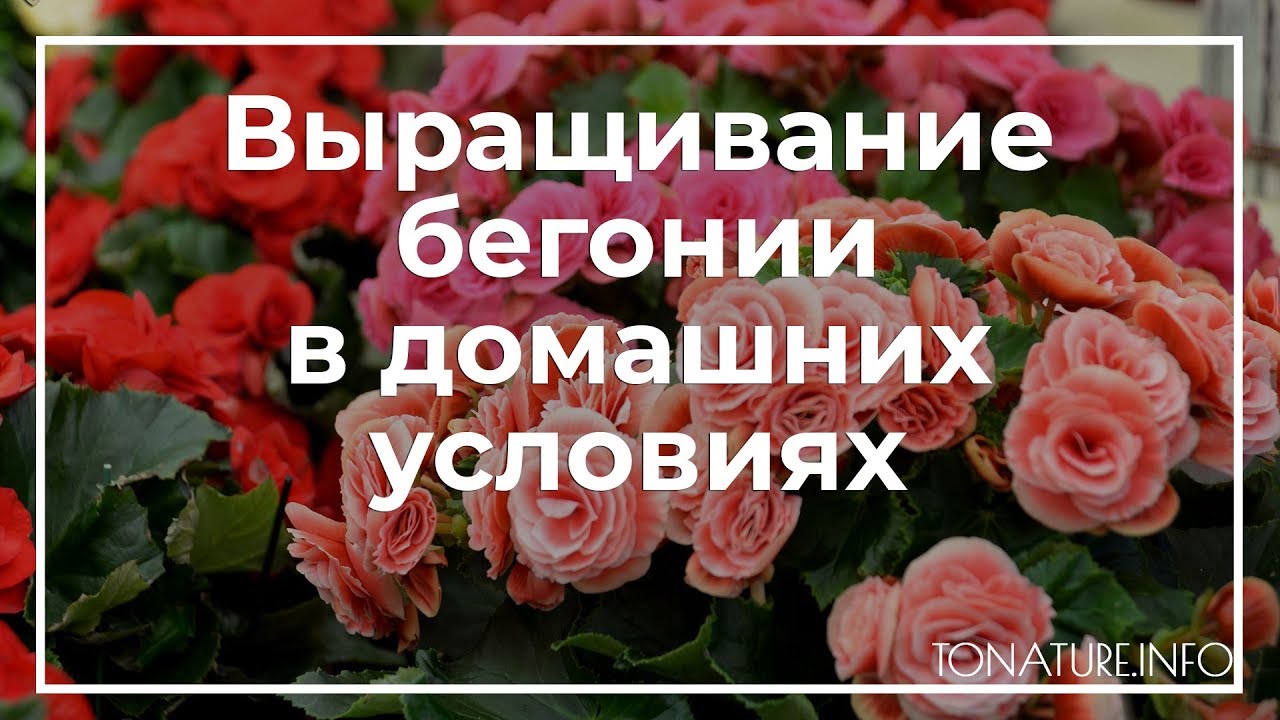 Выращивание бегонии из семян в домашних условиях Выращивание бегонии из семян в домашних условиях