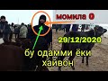 КАШКАДАРЕ ВИЛОЯТИ КАРШИ МОЛ БОЗОРИ QASHQADARYO VILOYATI QARSHI MOL BOZORI