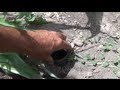 Garden Insect Earwig Control