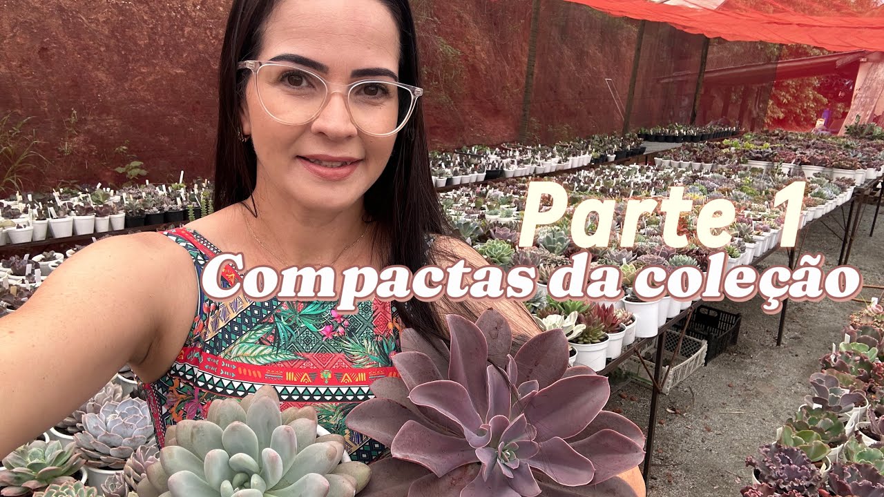 Suculentas compactas da minha coleção parte 1