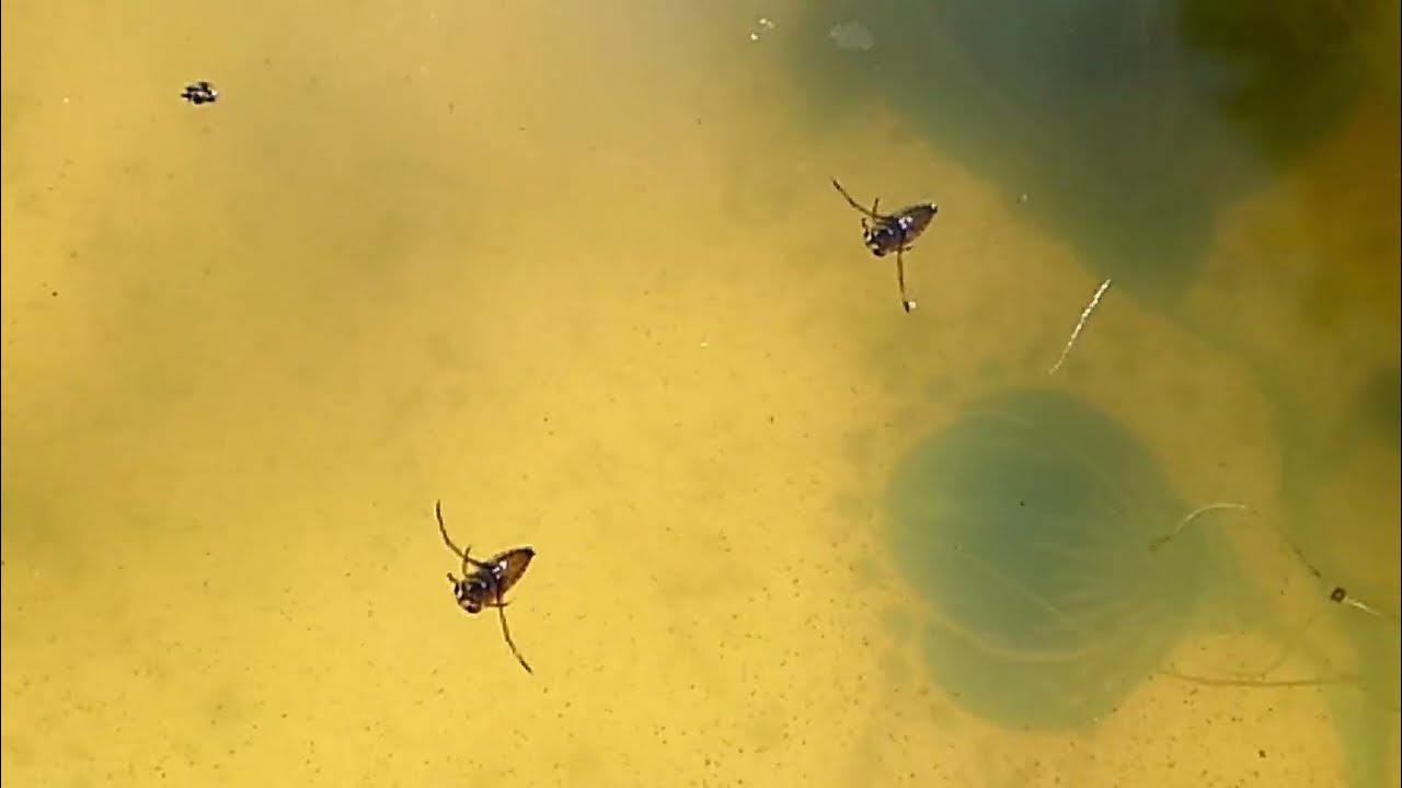Water Boatman and Backswimmer YouTube