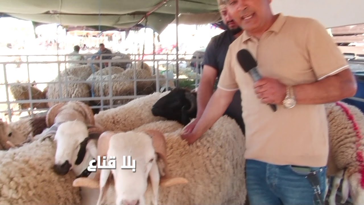 أضخم وأفضل الأضاحي لمن؟تونس أم الجزائر أم المغرب؟الصردي أو الغربي..أضاحي وزنها 150كلغ وثمنها 3ملاين